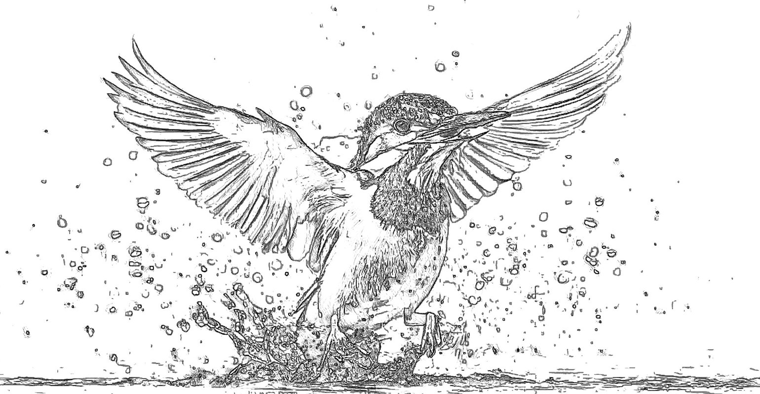 Flying bird sketch line drawing effect
