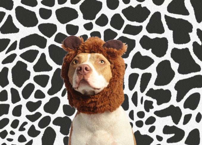 Görüntü arka planını zebra arka planıyla değiştirin