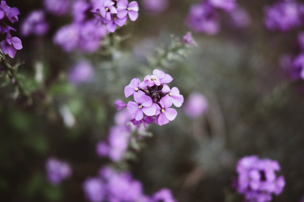 purple flowers