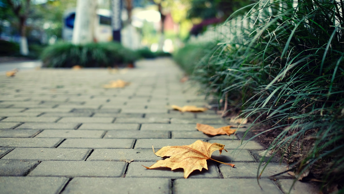 street leaves